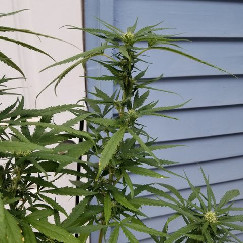 JINX G TEST GROW 2020  growlog photo: After week 2 everything is looking solid 