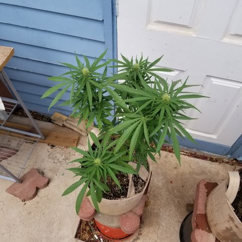 JINX G TEST GROW 2020  growlog photo: After week 2 everything is looking solid 
