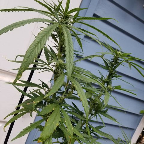 JINX G TEST GROW 2020  growlog photo: After week 2 everything is looking solid 