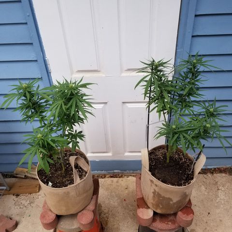 JINX G TEST GROW 2020  growlog timeline photo