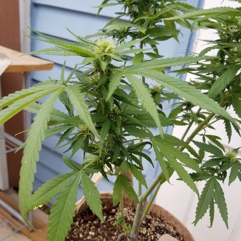 JINX G TEST GROW 2020  growlog photo: After week 2 everything is looking solid 