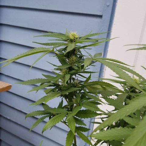 JINX G TEST GROW 2020  growlog photo: After week 2 everything is looking solid 