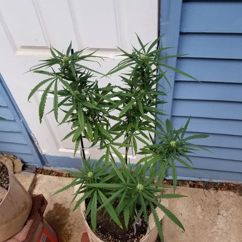 JINX G TEST GROW 2020  growlog photo: After week 2 everything is looking solid 