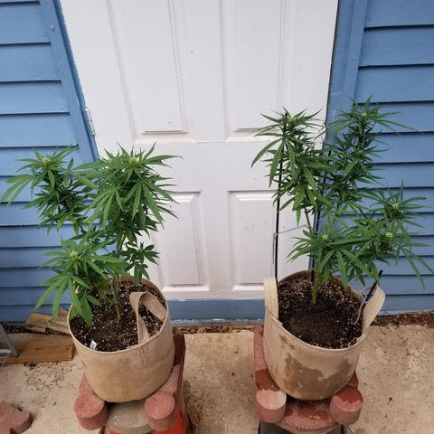 JINX G TEST GROW 2020  growlog photo: After week 2 everything is looking solid 