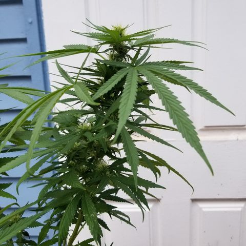JINX G TEST GROW 2020  growlog photo: After week 2 everything is looking solid 