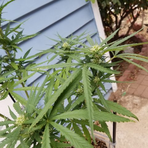 JINX G TEST GROW 2020  growlog photo: After week 2 everything is looking solid 