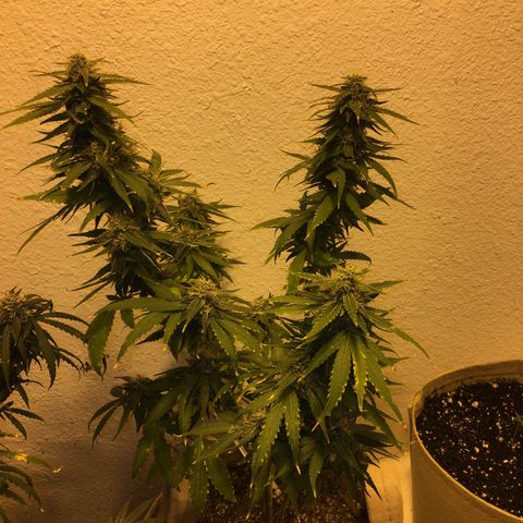 JINX G TEST GROW 2020  growlog photo: Getting very fat colas and starting to ripen up
Nice won’t
Be long now 