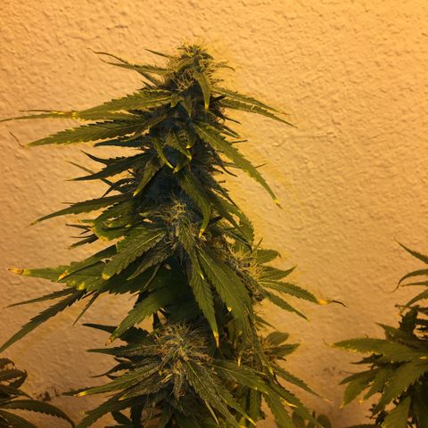 JINX G TEST GROW 2020  growlog photo: Getting very fat colas and starting to ripen up
Nice won’t
Be long now 
