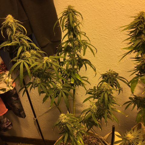JINX G TEST GROW 2020  growlog photo: Getting very fat colas and starting to ripen up
Nice won’t
Be long now 