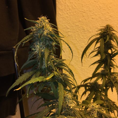 JINX G TEST GROW 2020  growlog photo: Getting very fat colas and starting to ripen up
Nice won’t
Be long now 