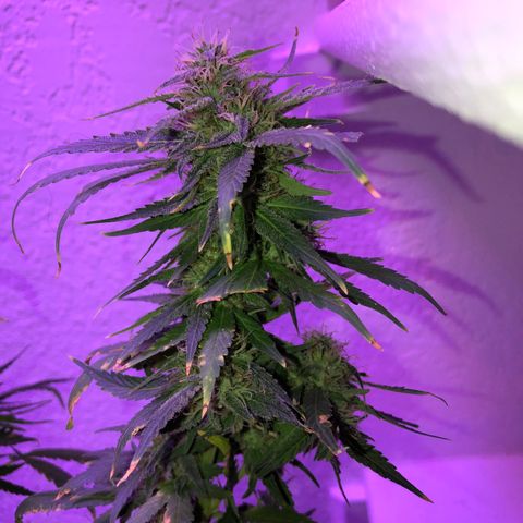 JINX G TEST GROW 2020  growlog timeline photo