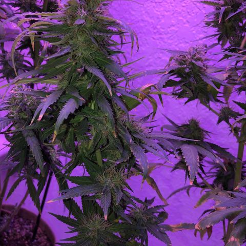 JINX G TEST GROW 2020  growlog timeline photo