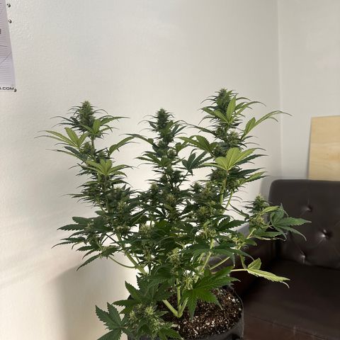 Olive oil  growlog timeline photo