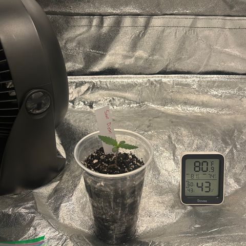 Olive oil  growlog photo: First 2 leaves 