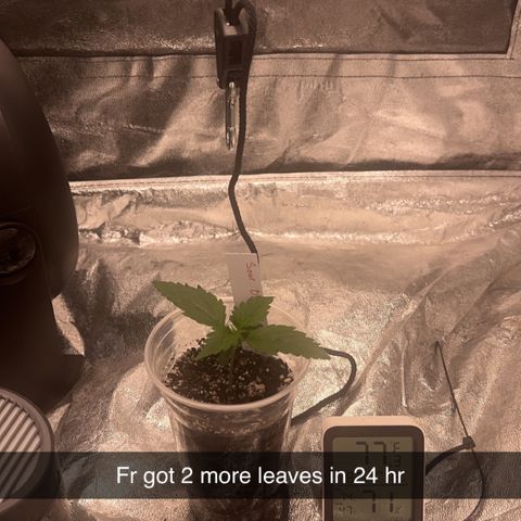 Olive oil  growlog photo: 4 leaves 