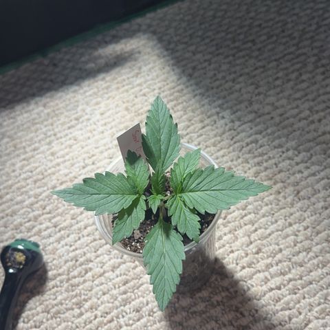Olive oil  growlog timeline photo