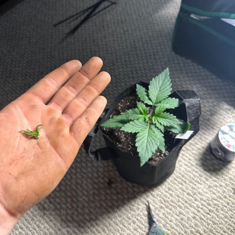 Olive oil  growlog photo: First Top 