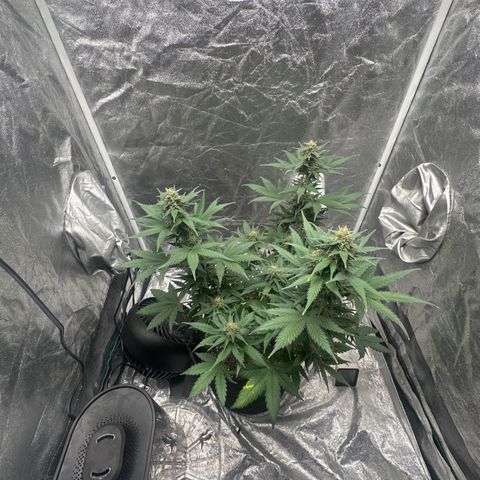Olive oil  growlog timeline photo