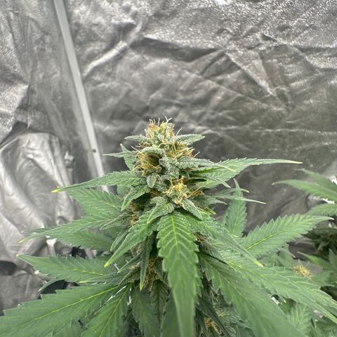 Olive oil  growlog photo: Great Trichome production on tops of leaves. 