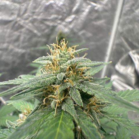 Olive oil  growlog photo: Great Trichome production on tops of leaves. 