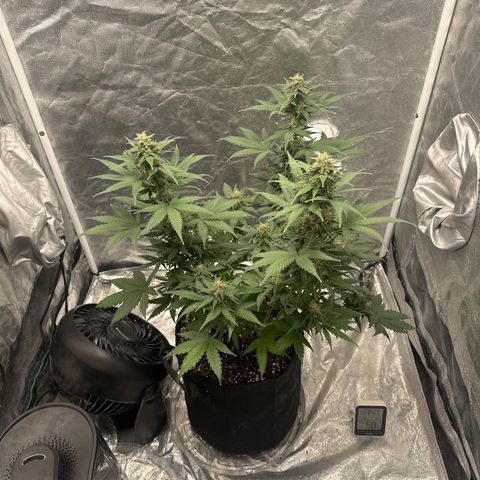Olive oil  growlog timeline photo
