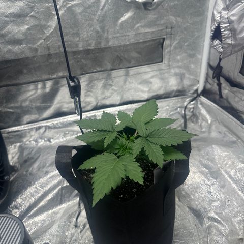 Olive oil  growlog timeline photo
