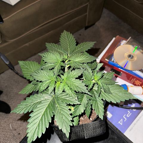 Olive oil  growlog photo: Starting to see results from topping 