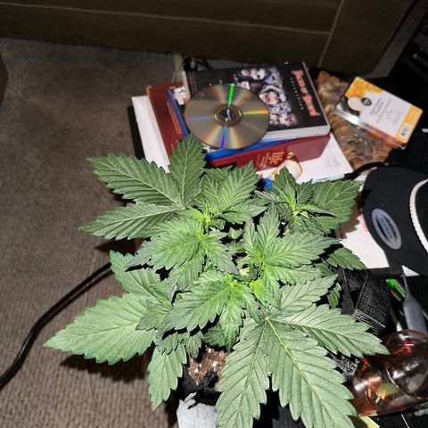 Olive oil  growlog photo: Starting to see results from topping 