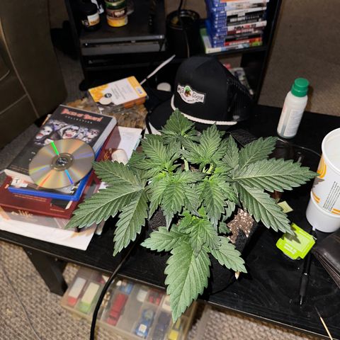 Olive oil  growlog photo: Starting to see results from topping 