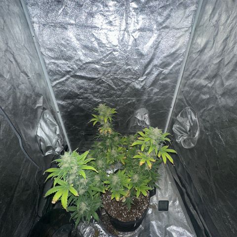 Olive oil  growlog timeline photo