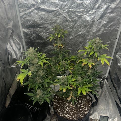 Olive oil  growlog photo: Before chop 