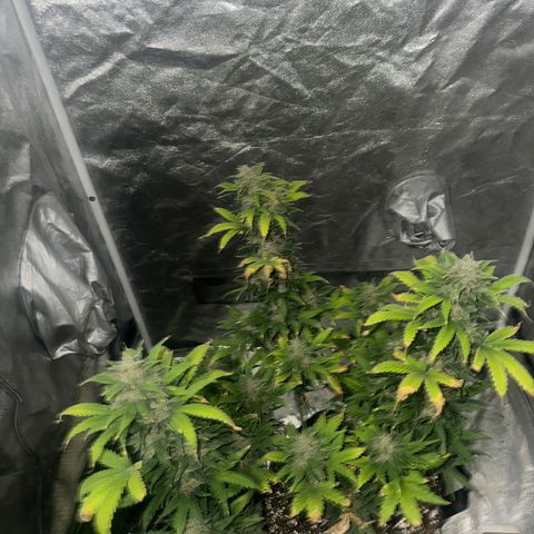 Olive oil  growlog photo: Before chop 