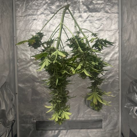 Olive oil  growlog photo: Hanging 