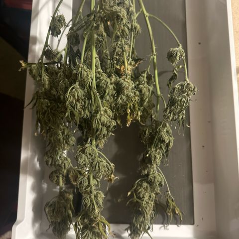 Olive oil  growlog photo: Trimming time :)