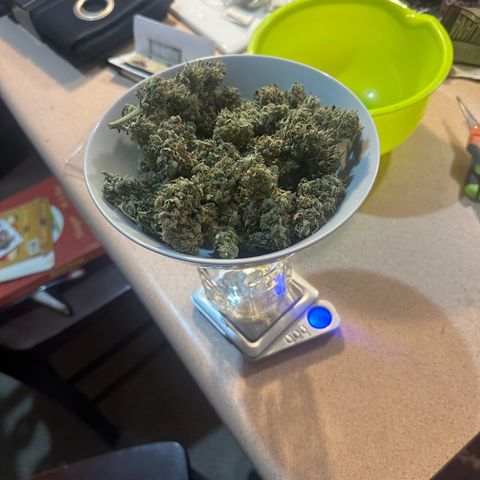 Olive oil  growlog photo: 29.9g starting to cure. 