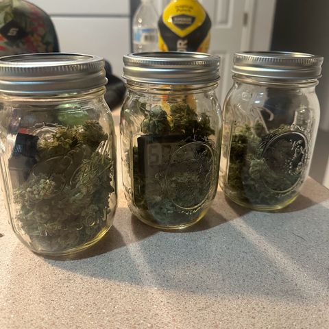 Olive oil  growlog photo: 29.9g starting to cure. 