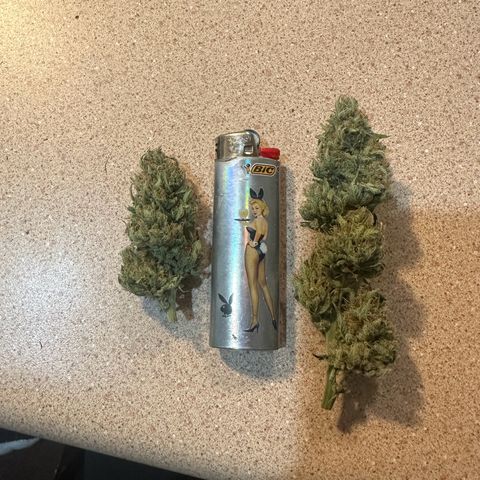 Olive oil  growlog photo: 29.9g starting to cure. 