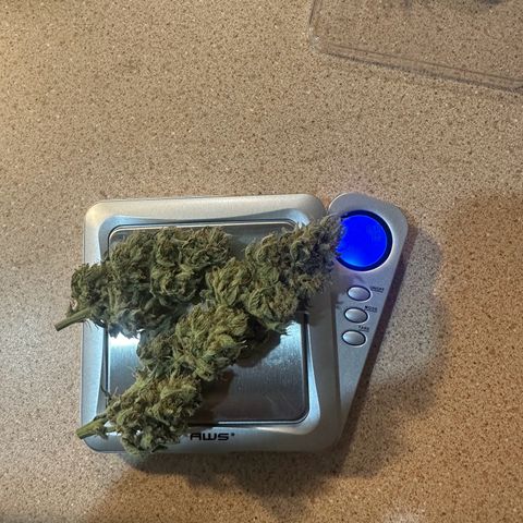 Olive oil  growlog photo: 29.9g starting to cure. 