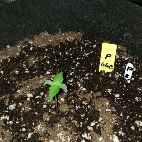 Auto Pineapple Glue growlog photo: 1week