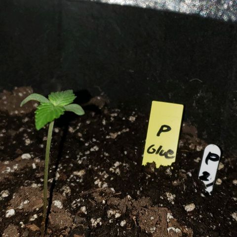Auto Pineapple Glue growlog photo: 1week