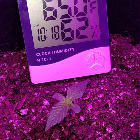 Auto Pineapple Glue growlog timeline photo