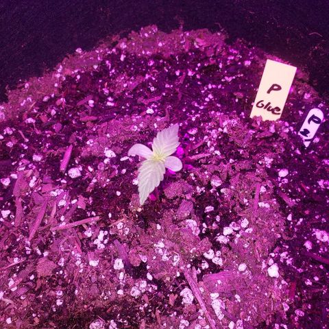 Auto Pineapple Glue growlog timeline photo