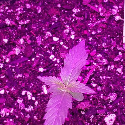 Auto Pineapple Glue growlog photo: Healthy, growing fast, HR 60% 70°F