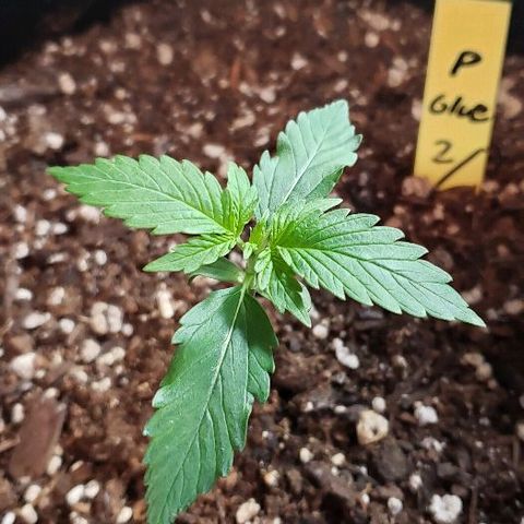 Auto Pineapple Glue growlog timeline photo