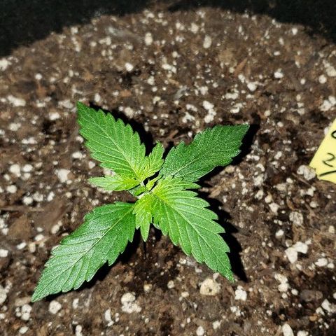 Auto Pineapple Glue growlog timeline photo
