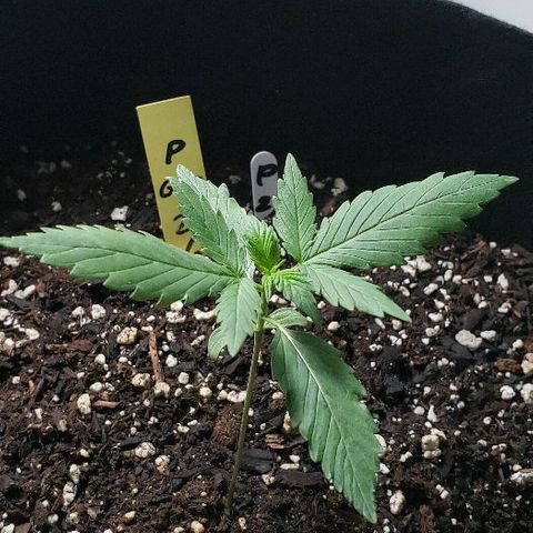 Auto Pineapple Glue growlog timeline photo