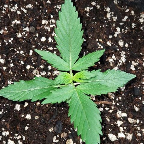 Auto Pineapple Glue growlog timeline photo