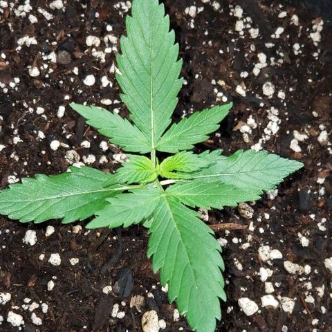 Auto Pineapple Glue growlog timeline photo