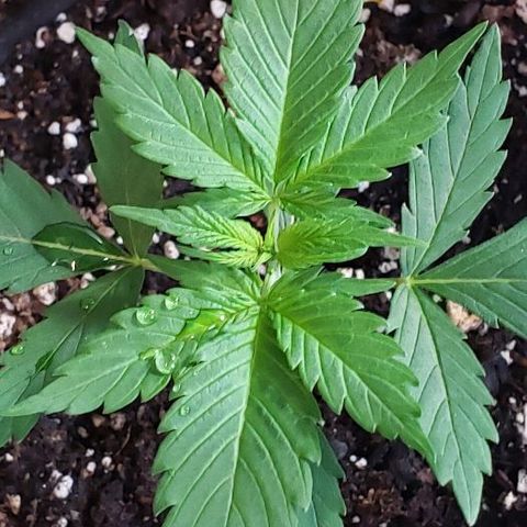 Auto Pineapple Glue growlog photo: Fast grow, no problems at this time