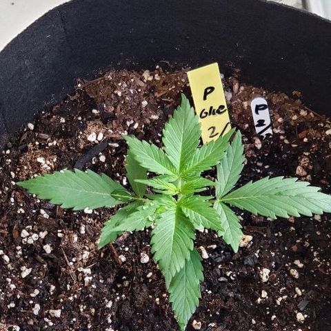 Auto Pineapple Glue growlog photo: Fast grow, no problems at this time